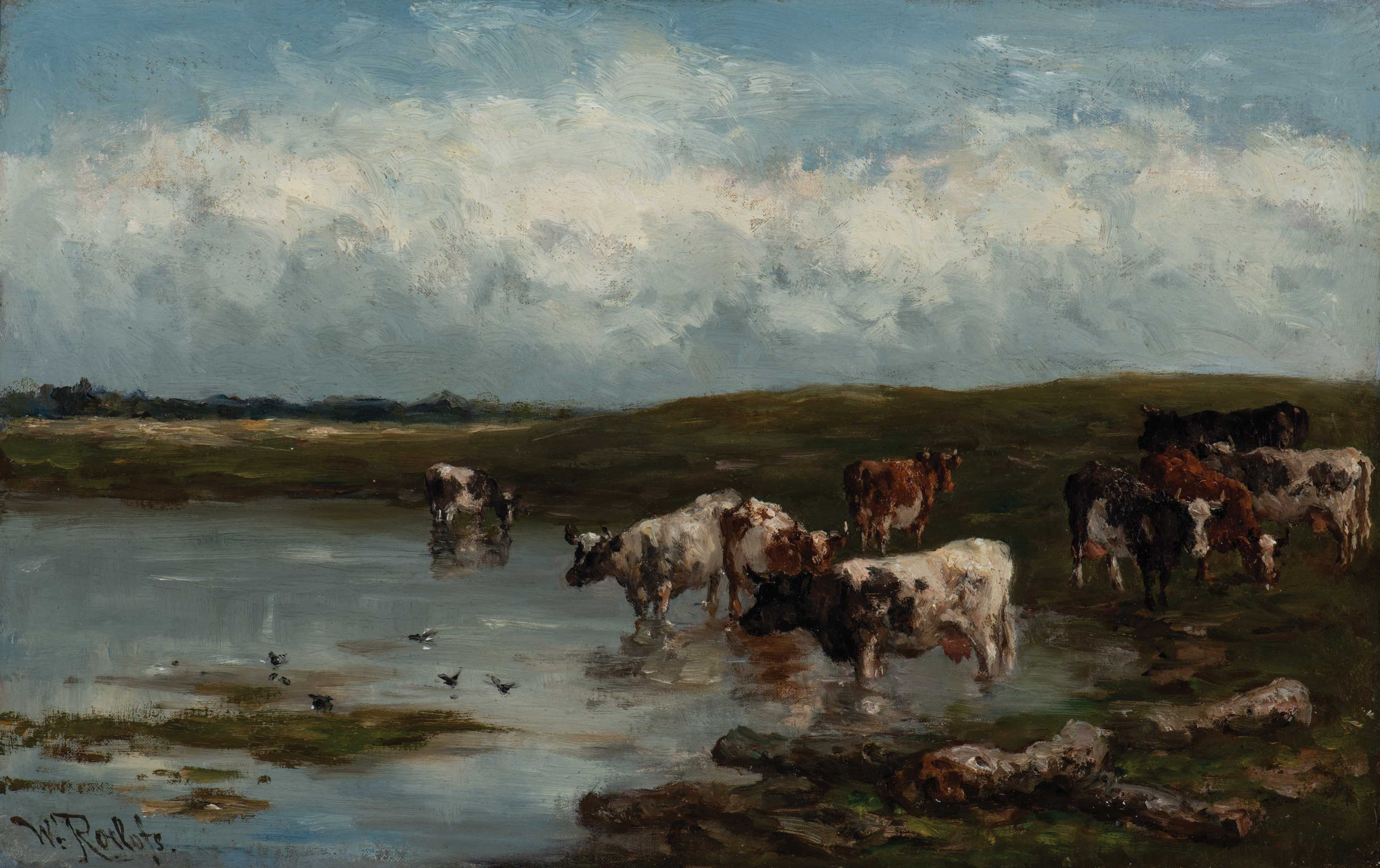 Wading cows in the meadow
