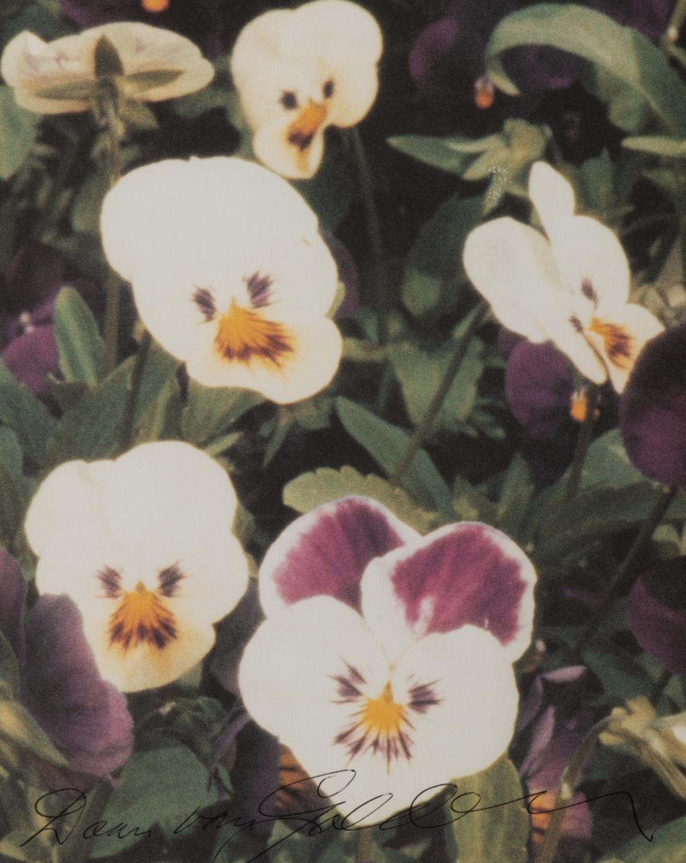 Violets, 1991/1999.