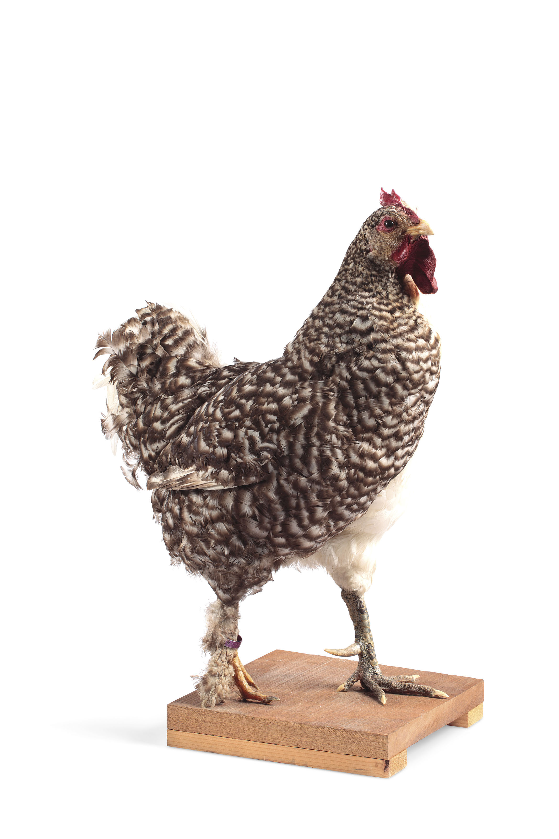 Mechelse Koekoek x Poulet de Bresse Mechelse Koekoek x Poulet de Bresse