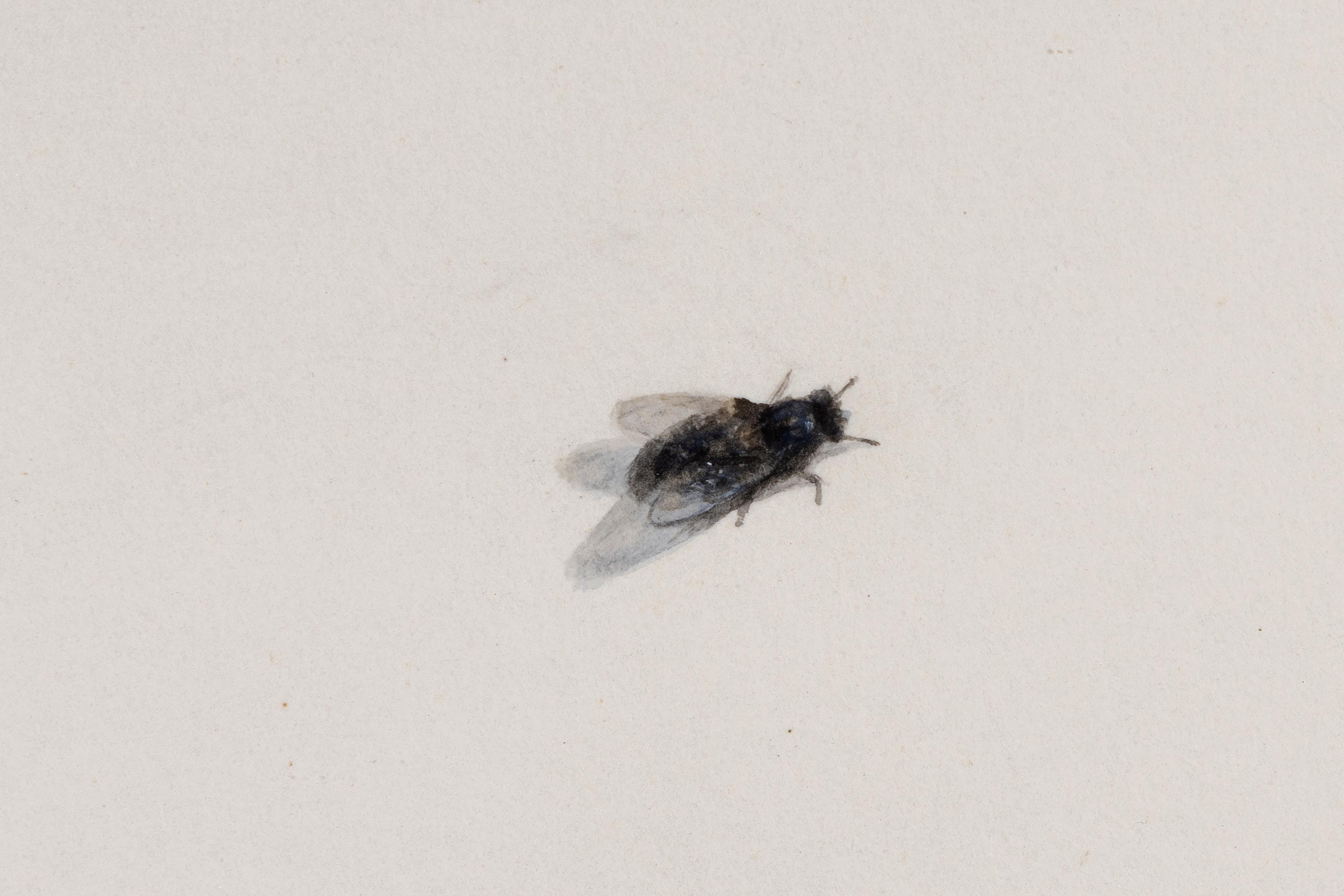 Vlieg op papier / Fly on Paper (1969)