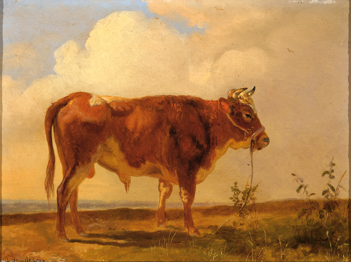 Een stier