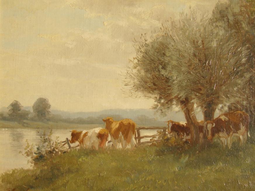 Cows near the river Ijssel