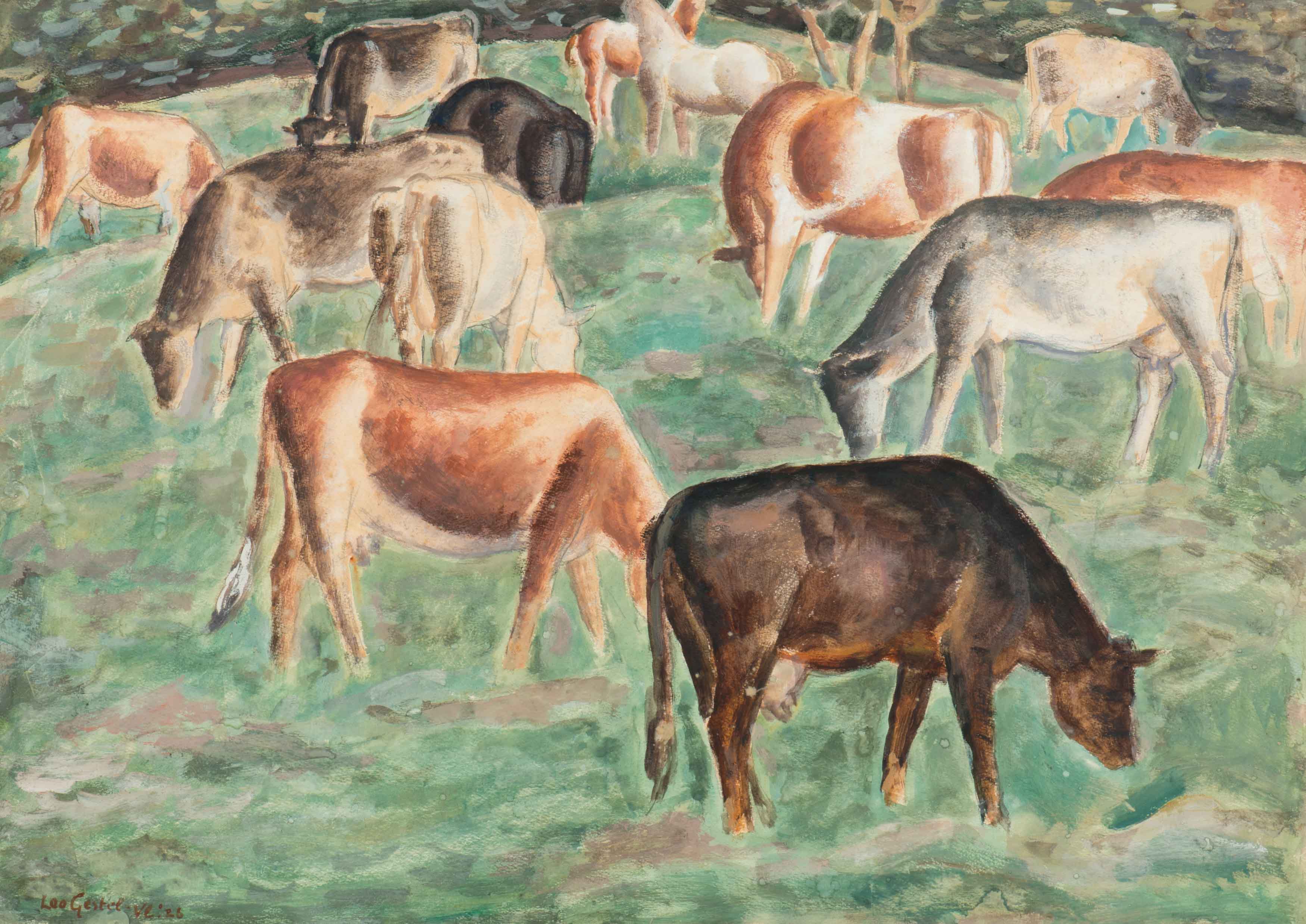 Grazende koeien in Vlaanderen